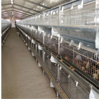 中州牧业育雏笼养设备厂家定制