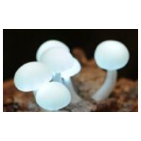 塑料空心透明小磨菇加工