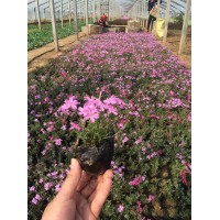 丛生福禄考的花期了解下