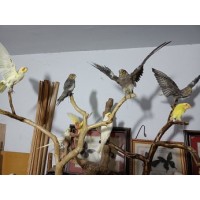 动物标本怎么制作